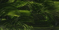 GAMBLIN 1980 COLORI AD OLIO SAP GREEN SERIE 2