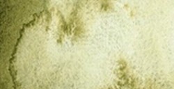 SCHMINCKE HORADAM SUPER GRANULATION FOREST OLIVE NR. 941