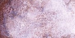 SCHMINCKE HORADAM SUPER GRANULATION ROSA TUNDRA Nº 982