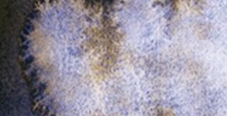 SCHMINCKE HORADAM SUPER GRANULATION VIOLETA TUNDRA Nº 983