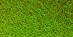 DANIEL SMITH EXTRA FINE WATERCOLOR TUBO GREEN APATITE GENUINE (PIGMENTO: GENUINE GREEN APATITE) SERIE 3 Nº 197
