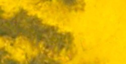 DANIEL SMITH ACQUERELLO EXTRAFINE IN STICK RICH GREEN GOLD (PIGMENTO: PY 129) N. 28