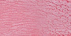 PÉBÉO FANTASY PRISME COLORI CON EFFETTI A NIDO D'APE ICY PINK N. 21