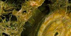 VALLEJO WEATHERING EFFECTS PARA MODELISMO - BARRO Y HIERBA