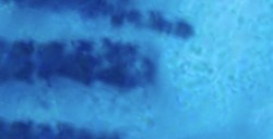 DANIEL SMITH EXTRA FINE WATERCOLOR STICK PHTHALO BLUE (GREEN SHADE) (PIGMENT: PB 15:3) NO. 17