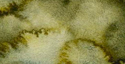 WHITE NIGHTS ACQUERELLO GODET INTERO COLORI GRANULATI - FOREST BRUME SERIE A N. 778